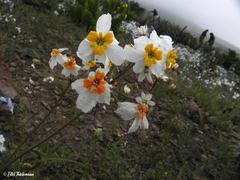 Leucocoryne narcissoides