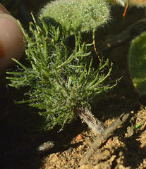 Eriospermum paradoxum