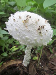Amanita veldiei