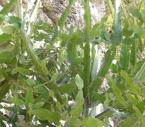 Euphorbia dawei · iNaturalist Canada