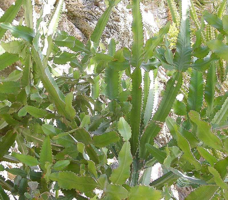 Euphorbia dawei