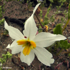 Leucocoryne narcissoides