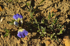 Blepharis procumbens