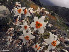 Leucocoryne narcissoides