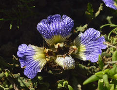 Blepharis procumbens