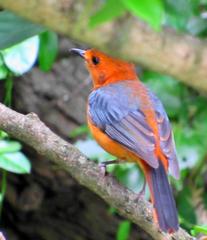 Cossypha natalensis natalensis