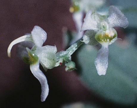 Sword Bird-Head Orchid