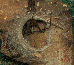 Euprosthenops australis