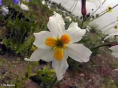 Leucocoryne narcissoides