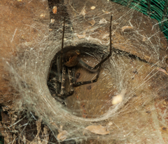 Euprosthenops australis