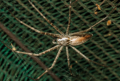 Euprosthenops australis