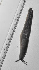 Urocyclus kirkii