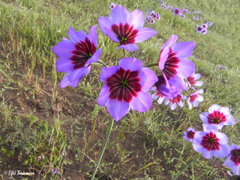 Leucocoryne purpurea