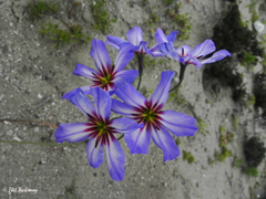 Leucocoryne purpurea
