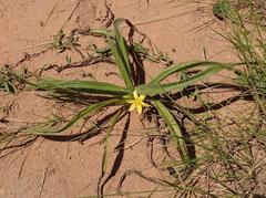 Hypoxis argentea sericea