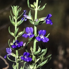 Stemodia florulenta