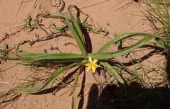 Hypoxis argentea sericea