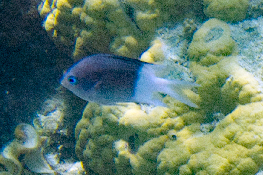 Spiny chromis