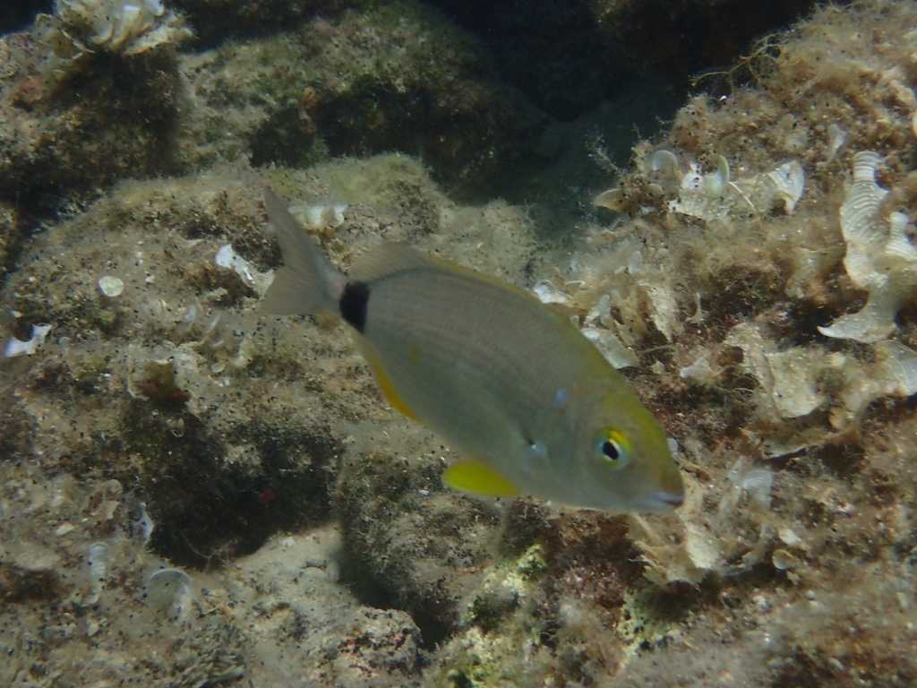 Annular Seabream