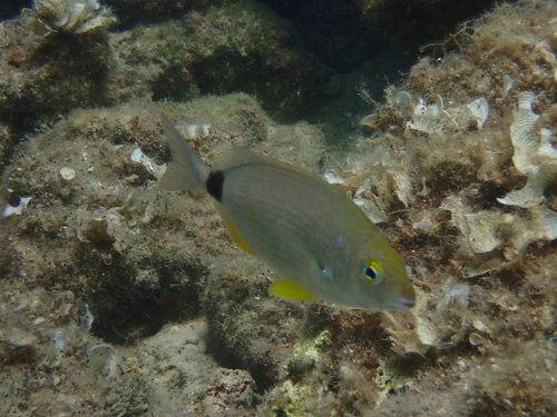 Annular Seabream