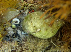 Paguristes frontalis