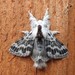 Small Tolype Moth - Photo (c) joannerusso, some rights reserved (CC BY-NC), uploaded by joannerusso