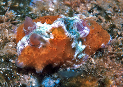 Sclerodoris rubicunda