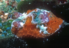 Sclerodoris rubicunda