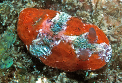 Sclerodoris rubicunda