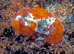 Sclerodoris rubicunda