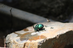 Phanaeus furiosus