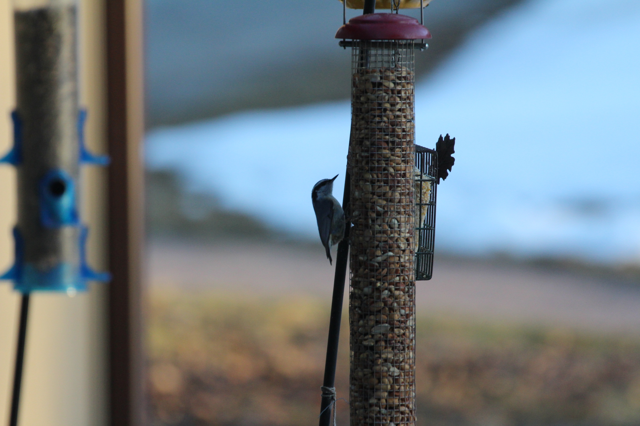 Red-breasted Nuthatch