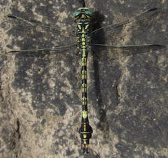 Paragomphus cognatus