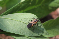 Sephina