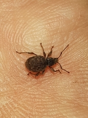 Otiorhynchus crataegi