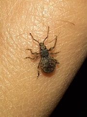Otiorhynchus crataegi