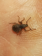 Otiorhynchus crataegi