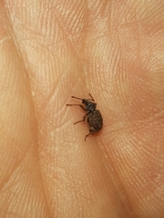 Otiorhynchus crataegi