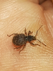 Otiorhynchus crataegi