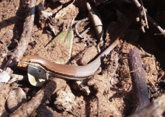 Trachylepis depressa