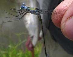 Lestes plagiatus