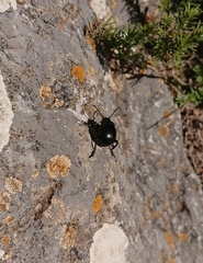 Timarcha goettingensis