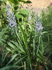Camassia cusickii