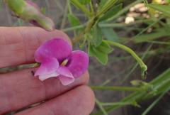 Vigna vexillata davyi