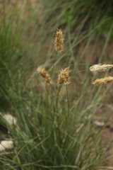 Geochloa