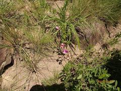 Vigna vexillata davyi