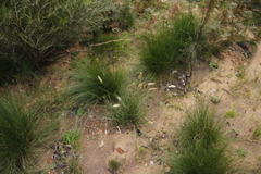 Geochloa