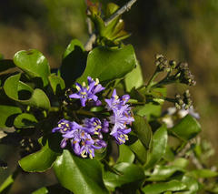 Ehretia rigida rigida