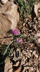 Centaurea aspera