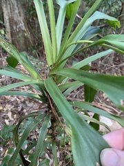 Cordyline rubra